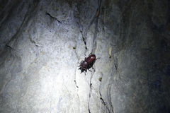 Prismognathus formosanus