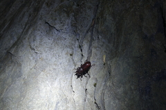 Prismognathus formosanus