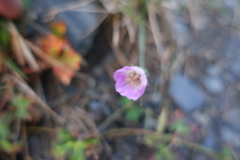 Geranium hayatanum