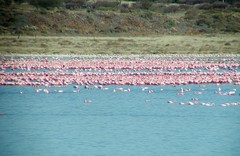 Phoeniconaias minor