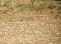 Anthus vaalensis