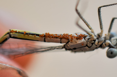 Arrenurus