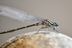 Arrenurus