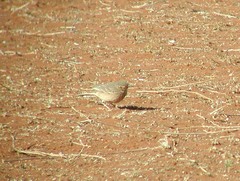 Anthus vaalensis