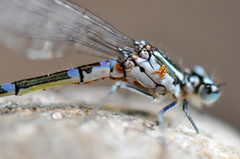 Arrenurus