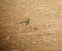 Anthus vaalensis