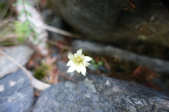 Gentiana scabrida