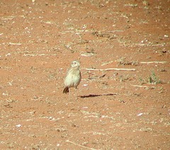 Anthus vaalensis