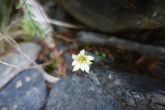 Gentiana scabrida