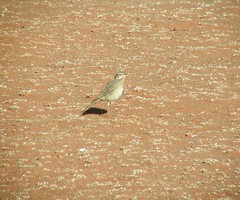 Anthus vaalensis