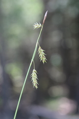 Carex castanea