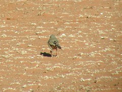 Anthus vaalensis