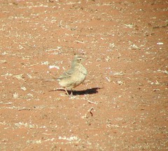 Anthus vaalensis