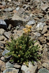 Polemonium eddyense