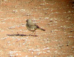 Anthus vaalensis