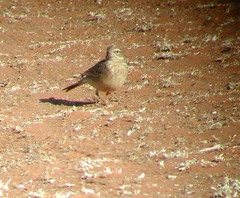 Anthus vaalensis