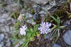 Scabiosa lacerifolia