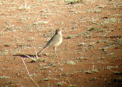 Anthus vaalensis