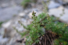 Artemisia morrisonensis