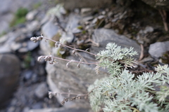 Artemisia kawakamii
