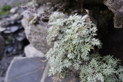 Artemisia kawakamii