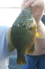 Lepomis gibbosus × cyanellus