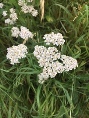 Achillea millefolium