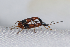 Ophionea nigrofasciata