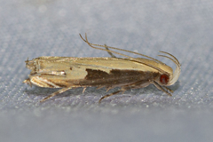 Idiophantis soreuta
