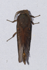 Suana concolor