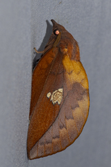 Euthrix laeta