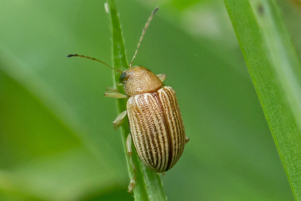 Grape Colaspis