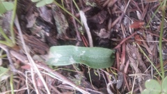 Glossodia major