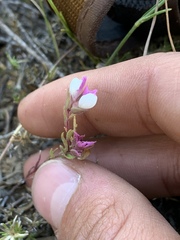 Orthocarpus cuspidatus