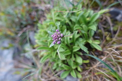 Scabiosa lacerifolia