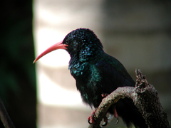 Phoeniculus purpureus angolensis