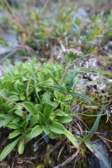 Scabiosa lacerifolia