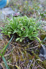 Scabiosa lacerifolia
