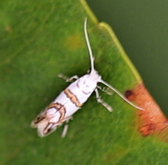 Phyllonorycter joannisi