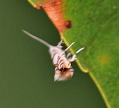 Phyllonorycter joannisi