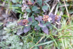 Spiraea morrisonicola