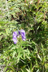 Aconitum fukutomei