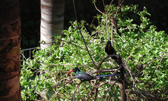 Phoeniculus purpureus angolensis
