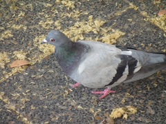 Columba livia domestica