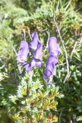 Aconitum fukutomei