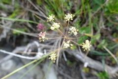 Pimpinella niitakayamensis