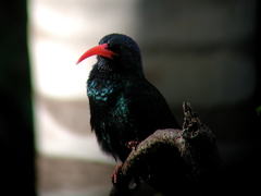 Phoeniculus purpureus angolensis