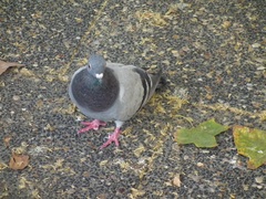 Columba livia domestica