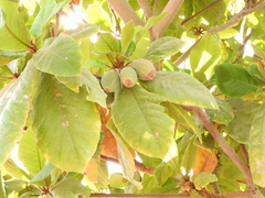 Terminalia catappa