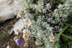 Leontopodium microphyllum